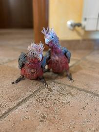 Cacatua roseicapilla baby pappagalli imbecco pulli