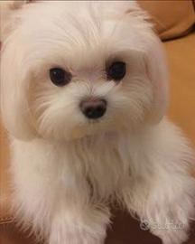 Cuccioli maltesi originale