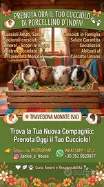 Prenotazioni Porcellini d'india 