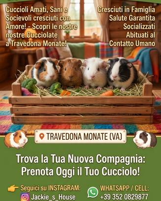 Prenotazioni Porcellini d'india 