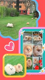 Spitz pomerania SOLO ACCOPPIAMENTO