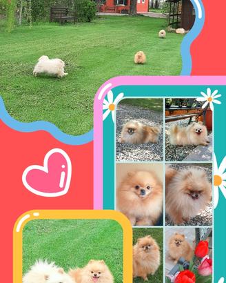 Spitz pomerania SOLO ACCOPPIAMENTO