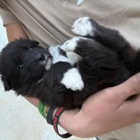 Cuccioli incrocio maremmano-border collie