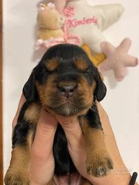 Cuccioli di cocker spaniel con Pedigree Enci