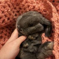 Coniglietto nano ariete