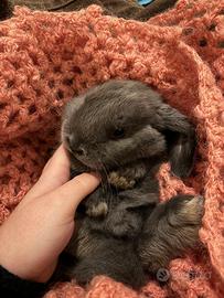 Coniglietto nano ariete