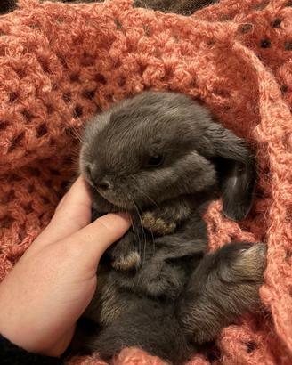 Coniglietto nano ariete