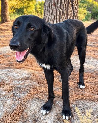 Flat coated retriever nero giovane