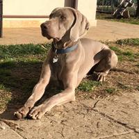 Maschio di weimaraner