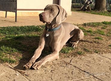 Maschio di weimaraner