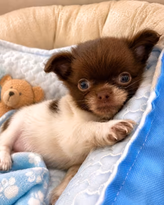 Chihuahua cuccioli