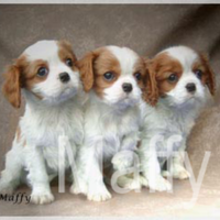 Cuccioli cavalier king bianco arancio