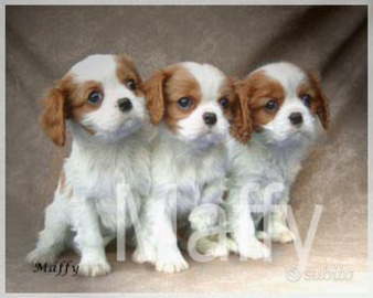 Cuccioli cavalier king bianco arancio