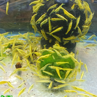 Caridine yellow fire neon selezionate con cura
