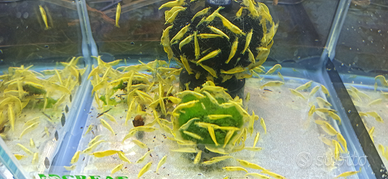 Caridine yellow fire neon selezionate con cura