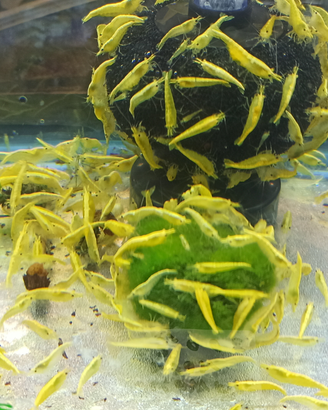 Caridine yellow fire neon selezionate con cura