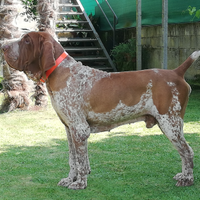 Stallone Bracco italiano