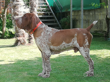 Stallone Bracco italiano