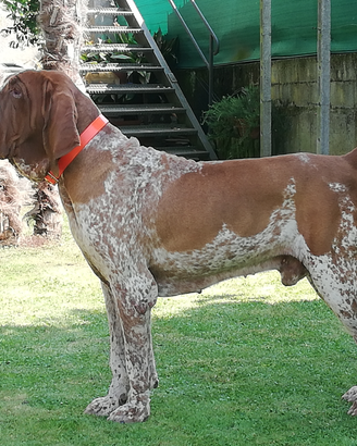 Stallone Bracco italiano