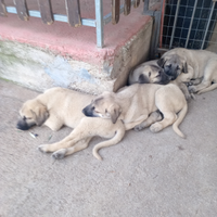 Cuccioli di Kangal