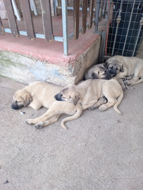 Cuccioli di Kangal