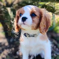Cavalier King