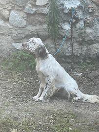 Setter Inglese