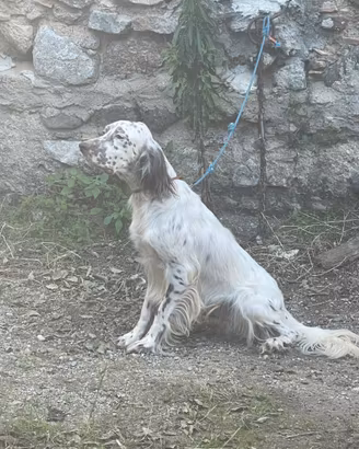 Setter Inglese