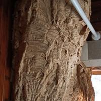 Grande nido di calabroni essiccato per arredo o...