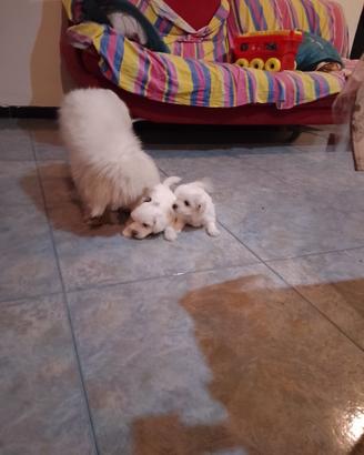 Maltese