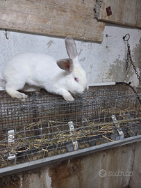 Coniglia californiana