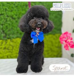 Barboncino toy da monta