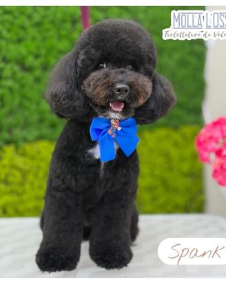 Barboncino toy da monta