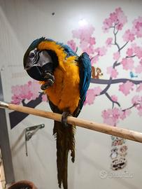 Cucciolo di ara arauna