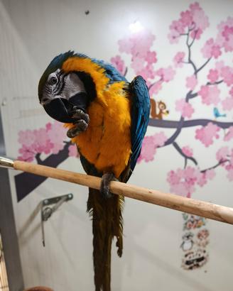 Cucciolo di ara arauna