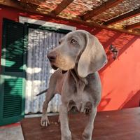 Weimaraner Maschio vaccinato con Pedigree