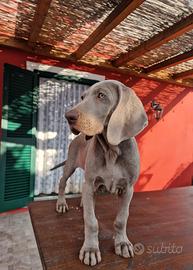 Weimaraner Maschio vaccinato con Pedigree
