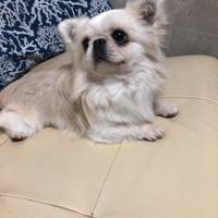 Maschietto pelo lungo