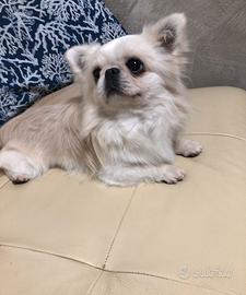 Maschietto pelo lungo