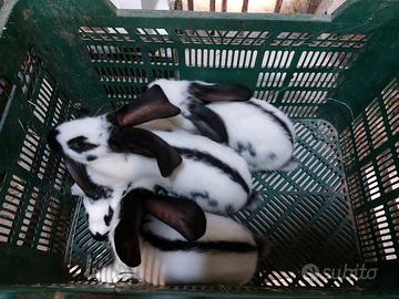 Maschi di gigante pezzato o papillon