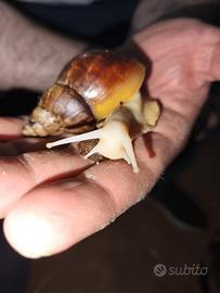 Achatina Chiocciole Africane - Fulica "White Jade"