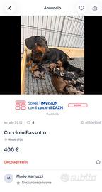 Cuccioli Bassotti
