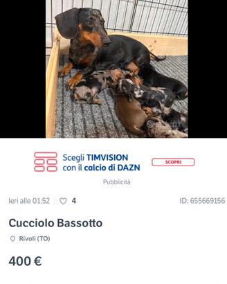 Cuccioli Bassotti