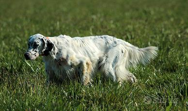 Setter Inglese specialista