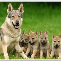 Cuccioli lupo cecoslovacco