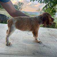 Cuccioli di epagneul breton