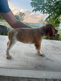 Cuccioli di epagneul breton