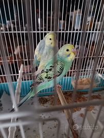 Cocoriti giovanissimi