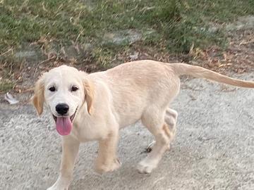 Cucciolo Golden retriever