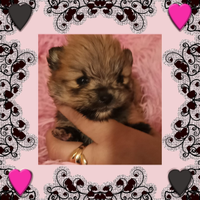 Spitz Pomerania pedigree enci